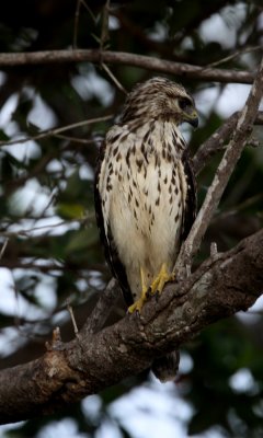 Cooper's hawk