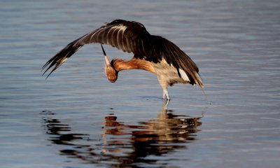 Reddish egret