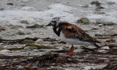 Ruddy turnstone