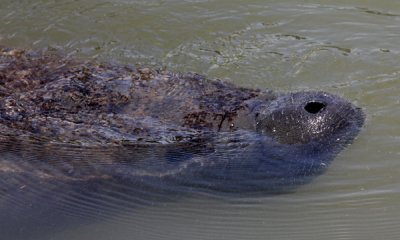 Manatee