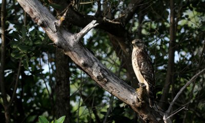 Cooper's hawk
