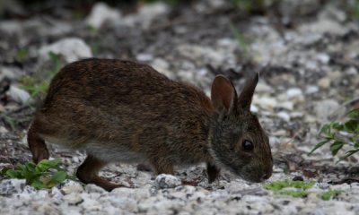 Marsh rabbit