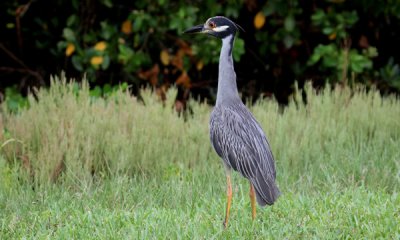 Yellow crowned night heron