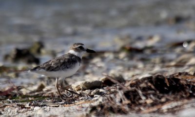 Wilson's plover