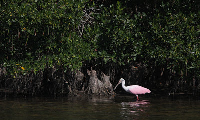 Roseate spoonbill and red mangroves