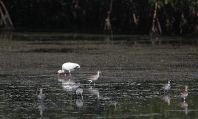 white ibis and willets