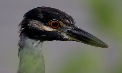 Yellow-crowned night heron