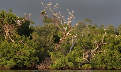 Ibis roockery