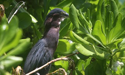 Green heron