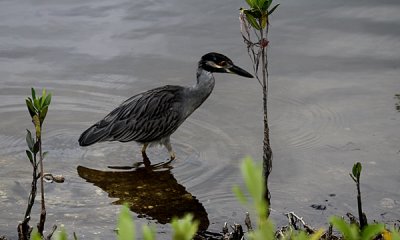 Yellow-crowned night heron