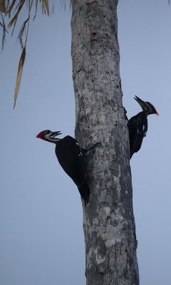 Pileated woodpecker with offspring