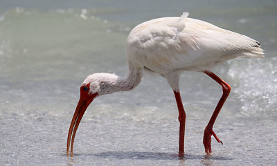 White ibis