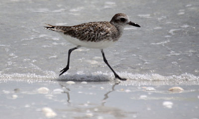 American golden plover