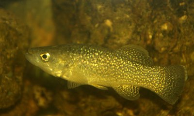 Other Freshwater Fish
