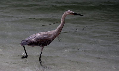 Reddish egret imm