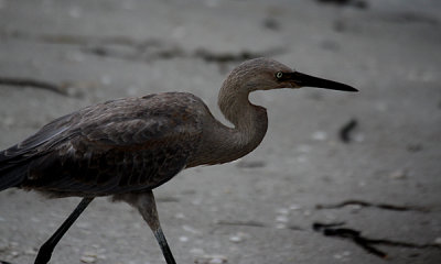 Reddish egret imm