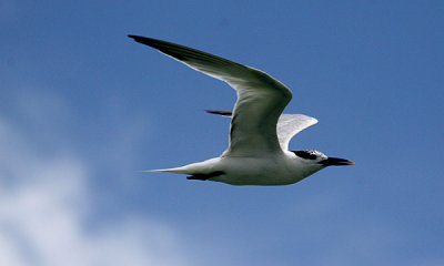 Royal tern