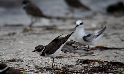 Semipalmated plover