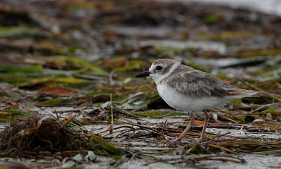 Wilsons plover