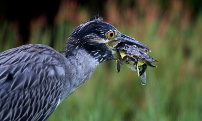 Yellow crowned night heron with crab