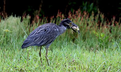 Yellow crowned night heron with crab