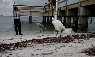 Snowy egret with Reddish egret
