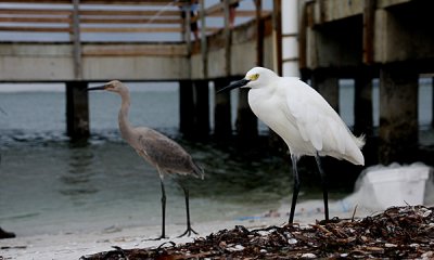 Snowy egret with Reddish egret