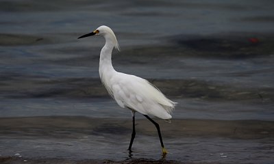 Snowy egret