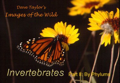 Invertebrates (e-book)