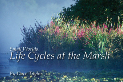 Life Cylces of the Marsh (e-book)
