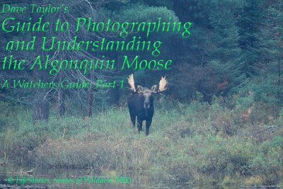 Guide to Photographing and Understanding Algonquin Moose (e-book)