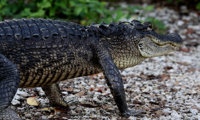 American alligator