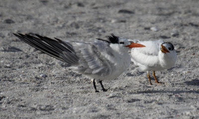 Royal tern