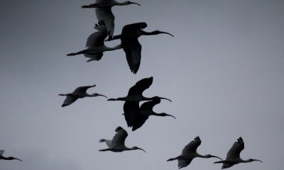 White ibis