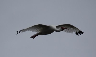 White ibis