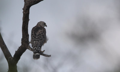 Red shouldered hawk