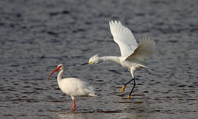 Snowy egret with white ibis