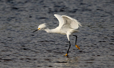 Snowy egret