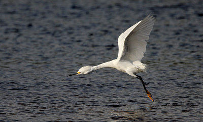 Snowy egret
