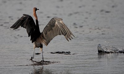 Reddish egret