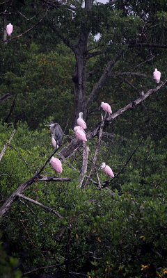 Great blue heron with spoonbills