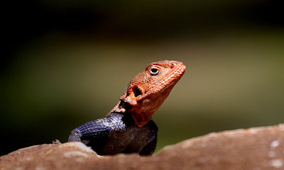 red-headed-rock-agama