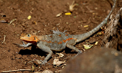 red-headed-rock-agama