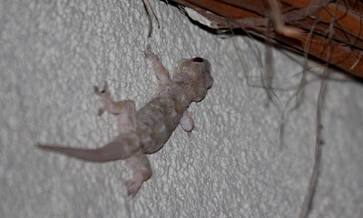 tropical-house-gecko