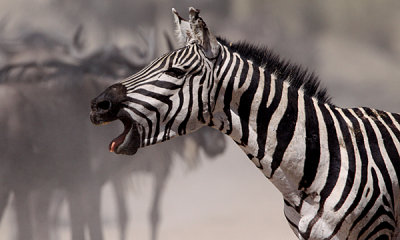 Common zebras