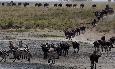 Common zebras