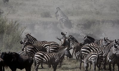 Common zebras