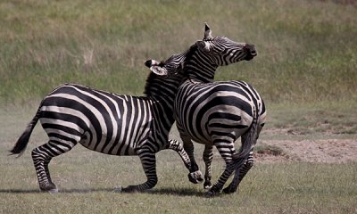 Common zebras