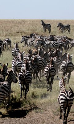 Common zebras