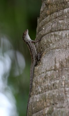 Brown anole